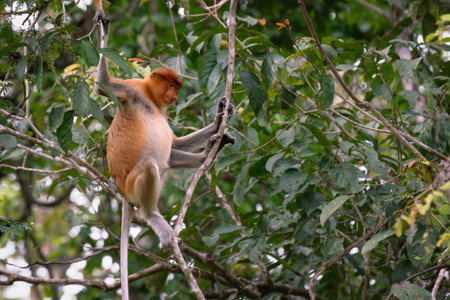 Female Proboscis Monkey or Long-Nosed Monkey, Nasalis larvatus, sitting on a tree in Sukau, Sabah,...
