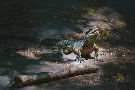 Australian water dragon, Intellagama lesueurii, on a hiking path in the Blue Mountains in Katoomba,...