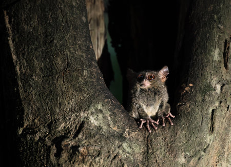 Spectral tarsier with large ears, Tarsuis Tarsier, in dusk in a tree hole in Tangkoko National Park, North Sulawesi, Indonesiaの写真素材