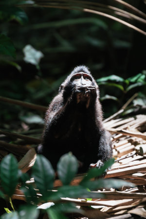 Young Celebes Crested Macaque, Macaca nigra, looking like praying in the forest of Tangkoko National...