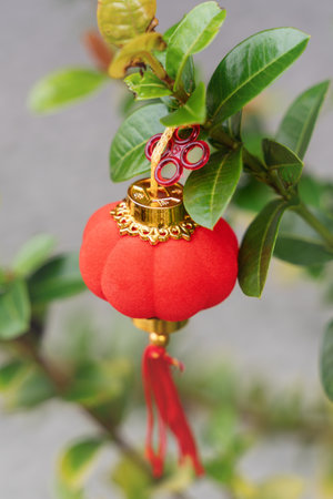 Detail of a red small Chinese lantern in a ficus tree as decoration for Chinese new year celebration...