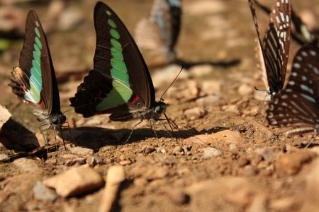 A gree butterfly pie.の写真素材