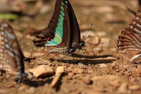 A gree butterfly pie.の写真素材