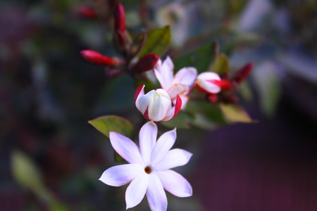 Flower Mountain, Nepal.の写真素材