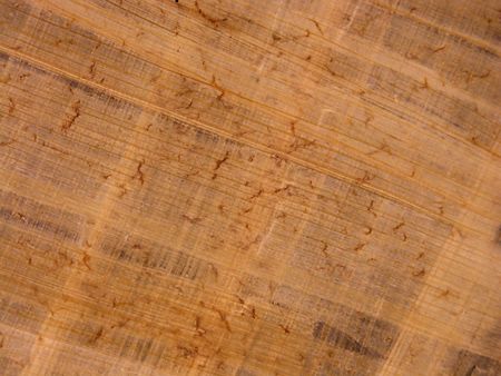 Papyrusの写真素材