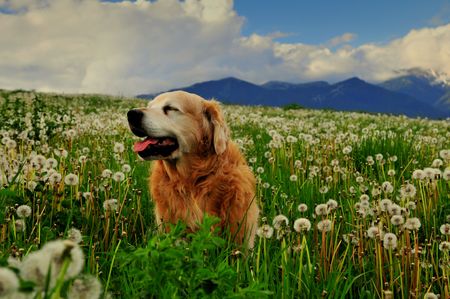 Dog on dandelion meadowの写真素材