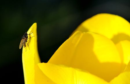 Domestic blue fly on a tulip flower  	の写真素材
