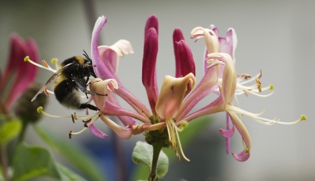Bumblebee on flower gardenの写真素材