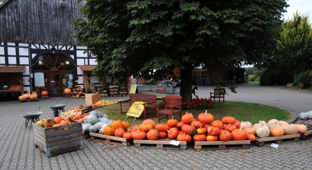 Pumpkins on display at farm market, afternoon autumn sunのeditorial素材