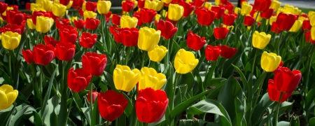 Orange-yellow tulipの写真素材