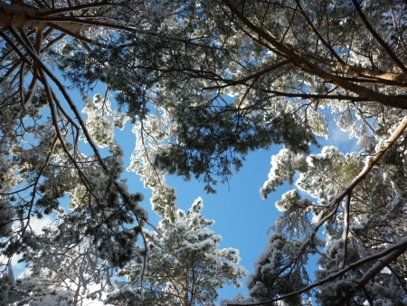 Trees in the snow against the blue skyの写真素材