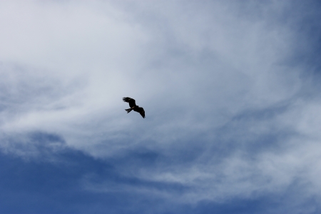 flying a kiteの写真素材