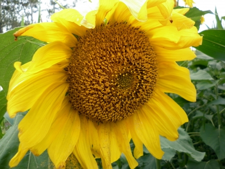 Sunflower large flower with leaves of corn in the backgroundの写真素材