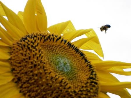 Sunflower large flower and a bee flying to itの写真素材