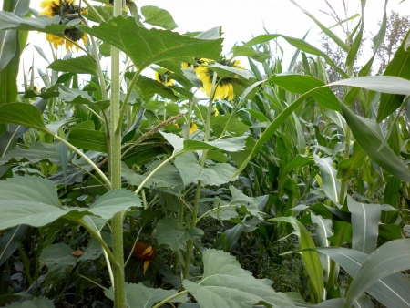 Bushes corn and sunflower growing for silageの写真素材