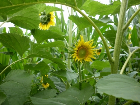 Bushes corn and sunflower growing for silageの写真素材