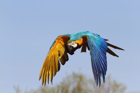 details of a blue and yellow macaw in flightの写真素材