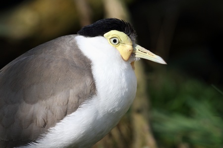 details of a masked lapwingの写真素材