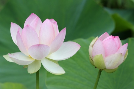 details of sacred lotus, symbol for buddhism