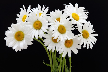 details of daisy isolated on blackの写真素材