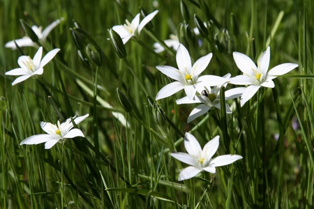 details of a ornithogalum umbellatumの写真素材