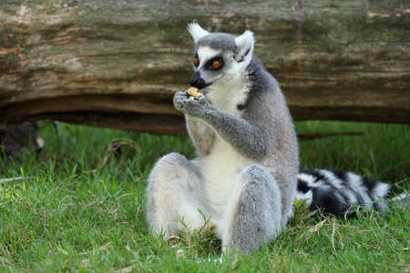 details of a lemur catta