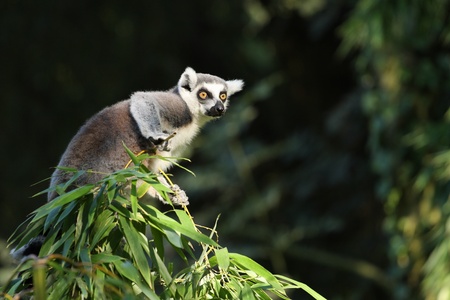 details of a lemur catta