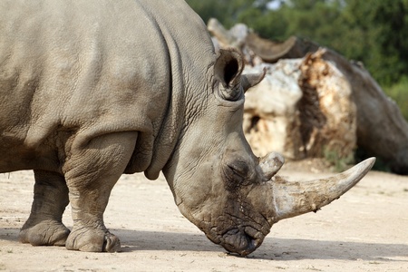 details of a rhinoceros in zooの写真素材