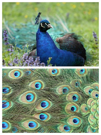 details of an indian peafowlの写真素材