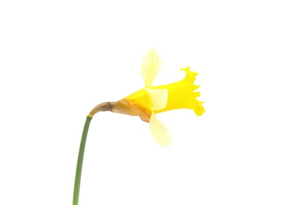 details of daffodil isolated on whiteの写真素材