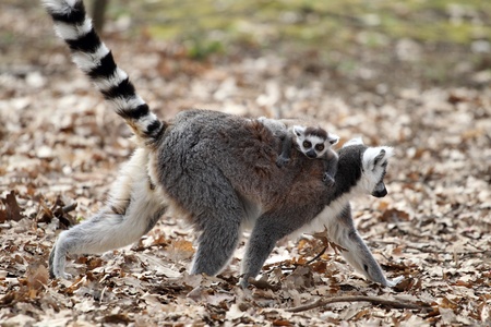 details of a ring-tailed lemur with a cubの写真素材