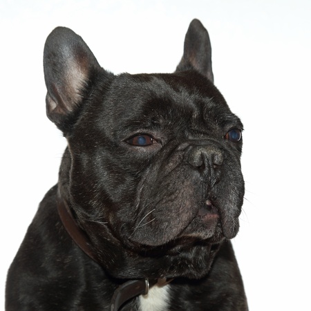 details of a french bulldog isolated on whiteの写真素材