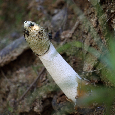 details of a wild fungus in forest  the phallus impudicusの写真素材