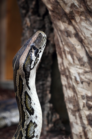 details of an Indian python or Python molurus