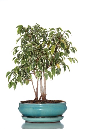 details of a bonsai tree made with a ficus benjamina isolated on whiteの写真素材