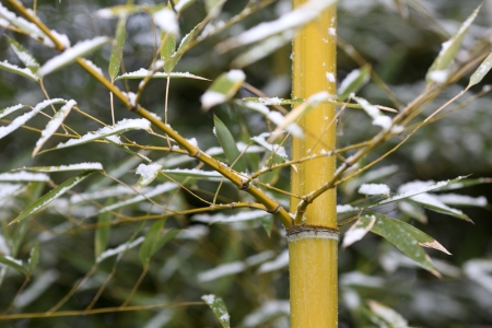 Details of bamboo leaves in winter with snowの写真素材