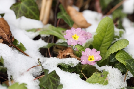 Details of flowering primula vulgaris in winter with snow.の写真素材