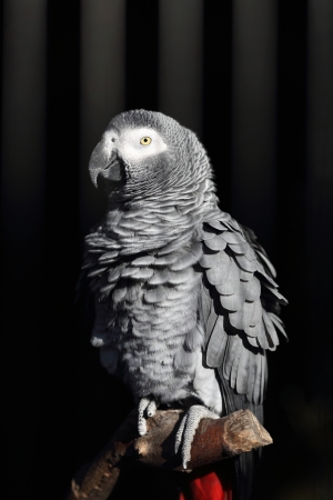 Details of an African Grey Parrot in captivityの写真素材