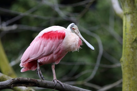 Details of a roseate spoonbill perching in captivity.の写真素材