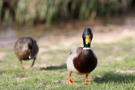 Details of a couple of mallard in grass.の写真素材