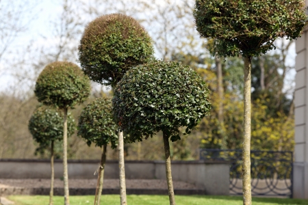 Details of buxus balls in an ornamental garden 