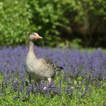 Details of a greylag goose in grass and flowers の写真素材