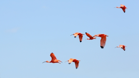 Details of scarlet ibis in flight under a blue skyの写真素材