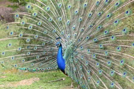 Details of an indian peafowl displaying in captivity の写真素材