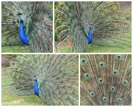 Details of an indian peafowl displaying in captivity.の写真素材