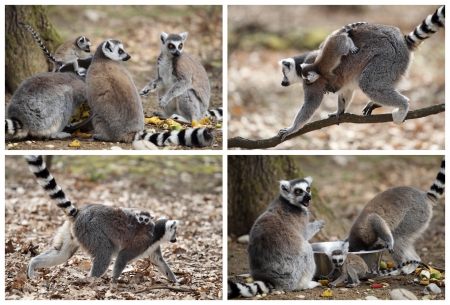 Details of a ring-tailed lemur with a cub 