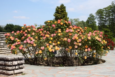 Details of a wonderful rose garden or rosarium in Lyon.の写真素材