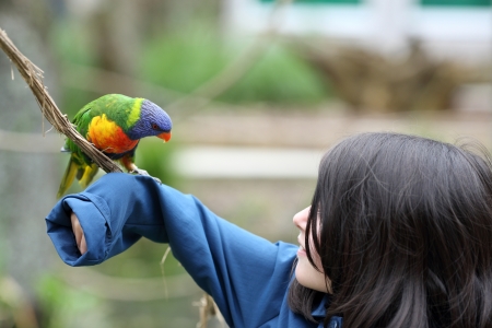 Details of a rainbow lorikeet perched on a branch in front of a young girl.の写真素材