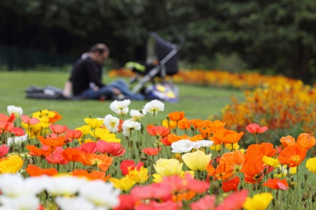 Details of a man who picnic surrounded by poppy flowers.の写真素材