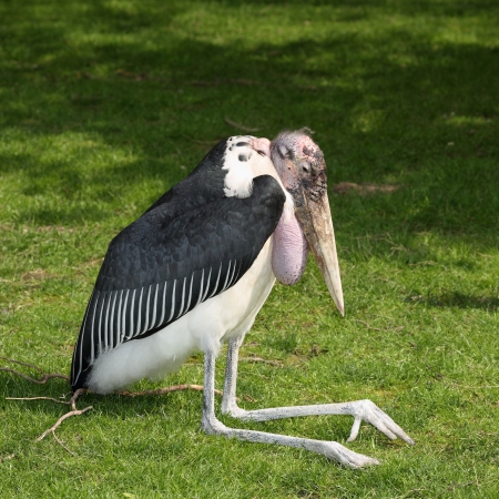 Details of a marabou stork sitting on grasslandの写真素材